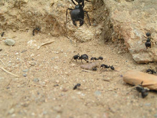 Photoshop Design by rlover for DesignCrowd (Community Contests) | Design #9090041