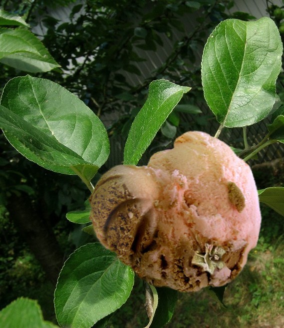 Photoshop-Design von blendedfamily für DesignCrowd (Community Contests) | Design #9111587