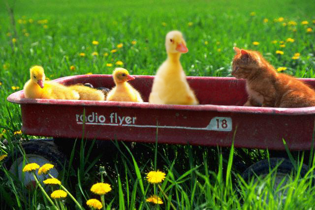 Diseño de Photoshop por FallingFaster11 para DesignCrowd (Community Contests) | Diseño #9090133