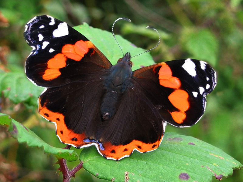 Diseño de Photoshop por codorna para DesignCrowd (Community Contests) | Diseño #9118951