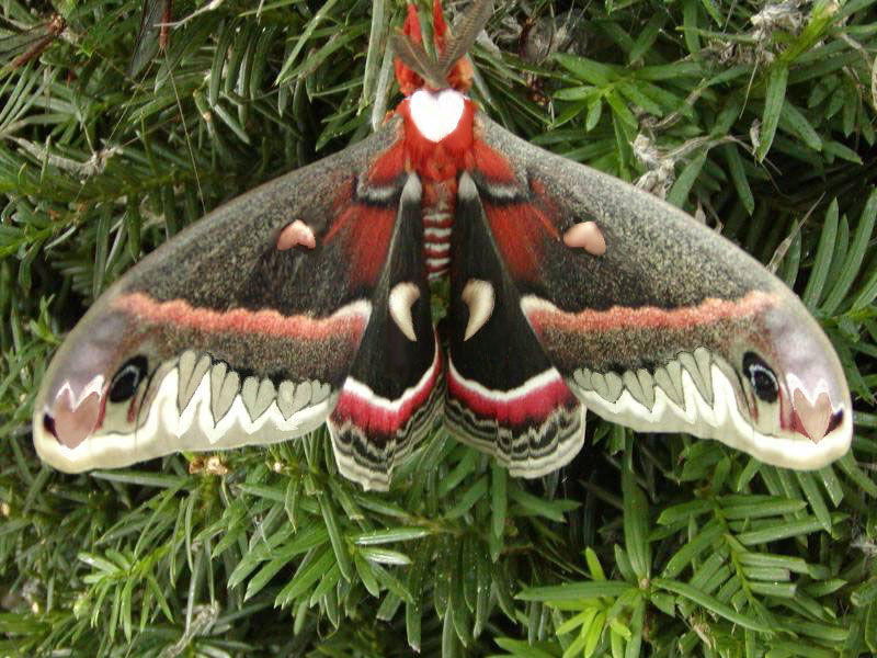 Photoshop-Design von EQArchangel für DesignCrowd (Community Contests) | Design #9118970