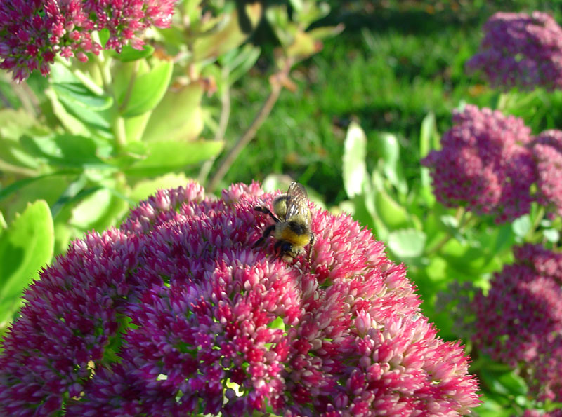 Photoshop-Design von Iambop für DesignCrowd (Community Contests) | Design #9119070