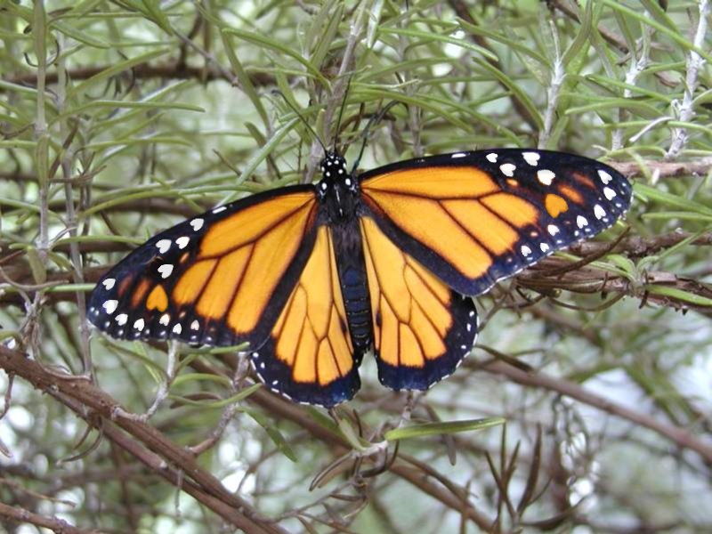 Diseño de Photoshop por RedCrossEyed para DesignCrowd (Community Contests) | Diseño #9118998