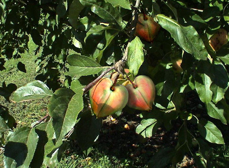 Photoshop Design by optima2112 for DesignCrowd (Community Contests) | Design #9119082