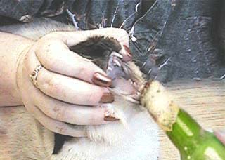 Diseño de Photoshop por Briang para DesignCrowd (Community Contests) | Diseño #9117691