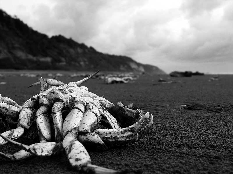 Photography by mkrets for DesignCrowd (Community Contests) | Design #9113381