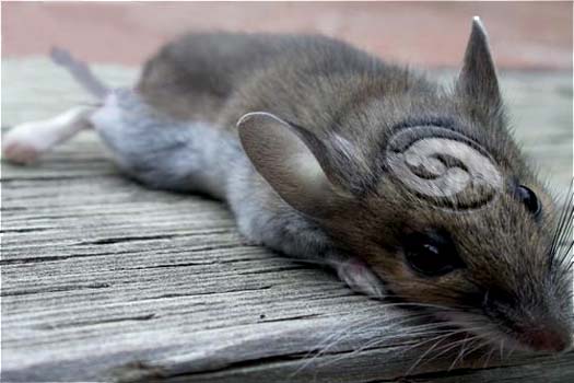 Diseño de Photoshop por liquidself para DesignCrowd (Community Contests) | Diseño #9112717