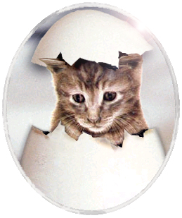 Diseño de Photoshop por absguft para DesignCrowd (Community Contests) | Diseño #9111240