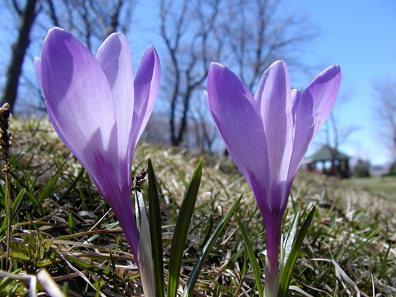 Photographie par KarenC pour DesignCrowd (Community Contests) | Design #9112876