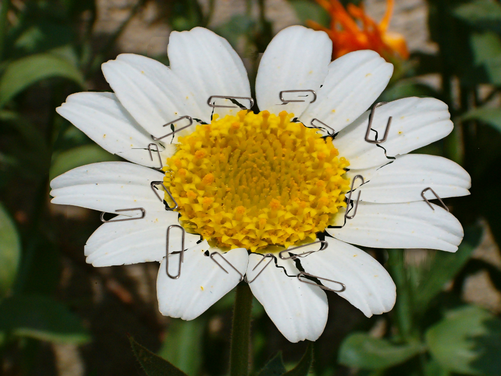 Diseño de Photoshop por Howlingwind para DesignCrowd (Community Contests) | Diseño #9114162