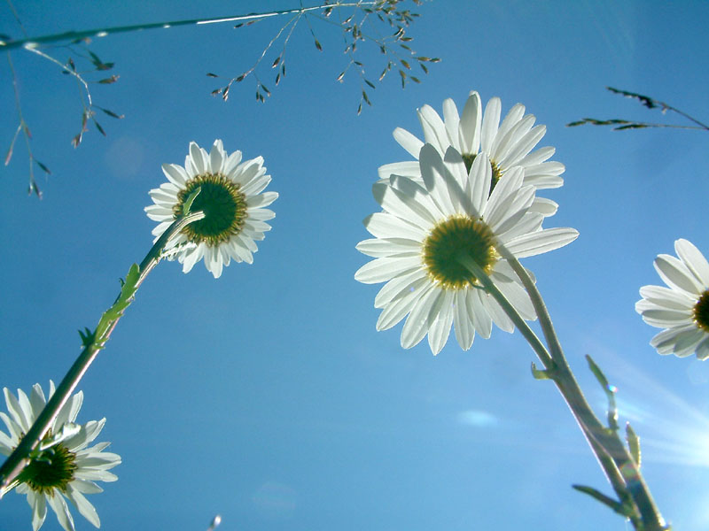 Photography by quokerel for DesignCrowd (Community Contests) | Design #9112912