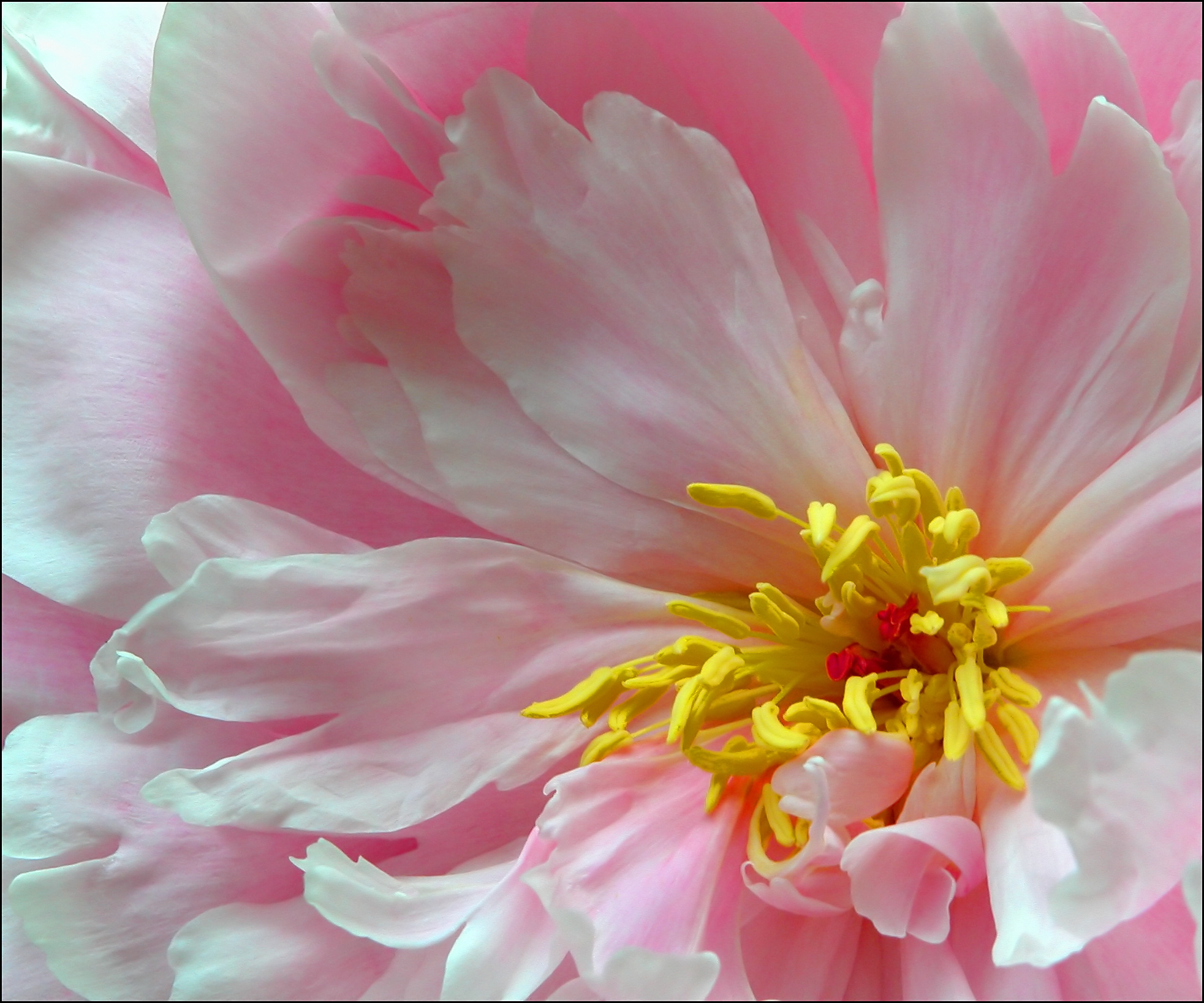 Fotografie von lilmart für DesignCrowd (Community Contests) | Design #9112208