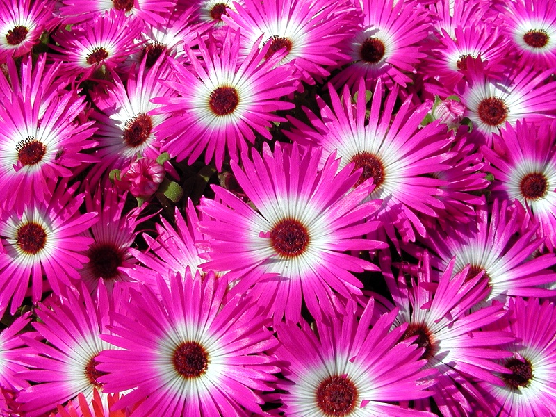 Photography by KarenC for DesignCrowd (Community Contests) | Design #9112217