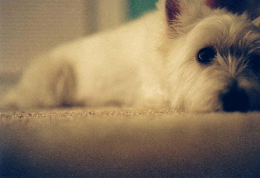 Fotografie von Barnaclese für DesignCrowd (Community Contests) | Design #9112234