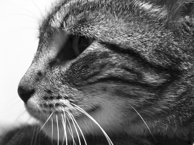 Photography by OrangeBoy for DesignCrowd (Community Contests) | Design #9112269