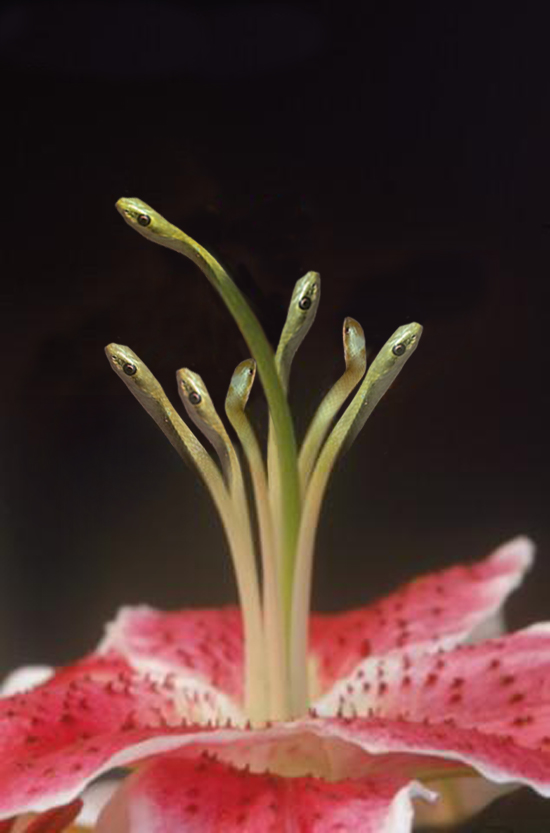 Photoshop Design by srinoo for DesignCrowd (Community Contests) | Design #9110431