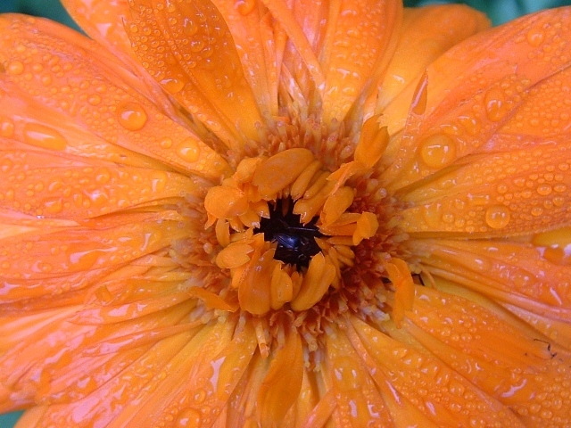 Fotografie von MrsFuzzButt für DesignCrowd (Community Contests) | Design #9112244