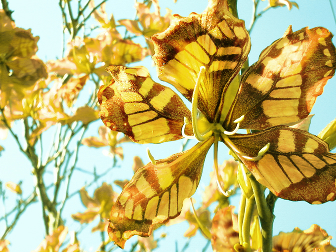 Design Photoshop par liluna pour DesignCrowd (Community Contests) | Design #9110504