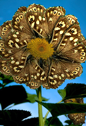 Diseño de Photoshop por hificus para DesignCrowd (Community Contests) | Diseño #9110534