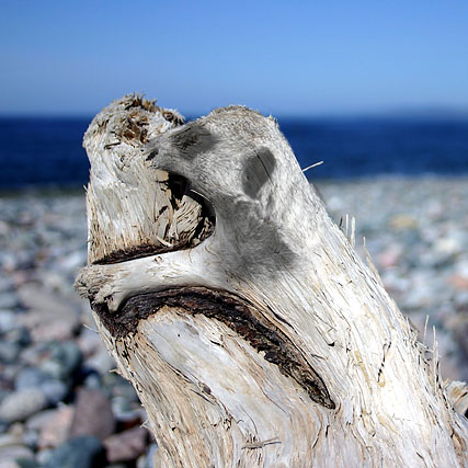 Photoshop Design by mehere for DesignCrowd (Community Contests) | Design #9110603