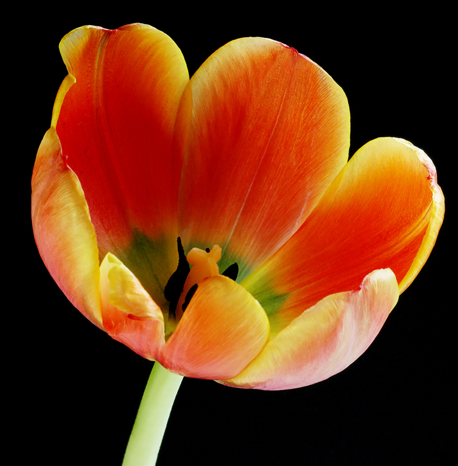 Fotografía por 1Mast1 para DesignCrowd (Community Contests) | Diseño #9112367