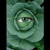 Photoshop Design by hotweaselsoup