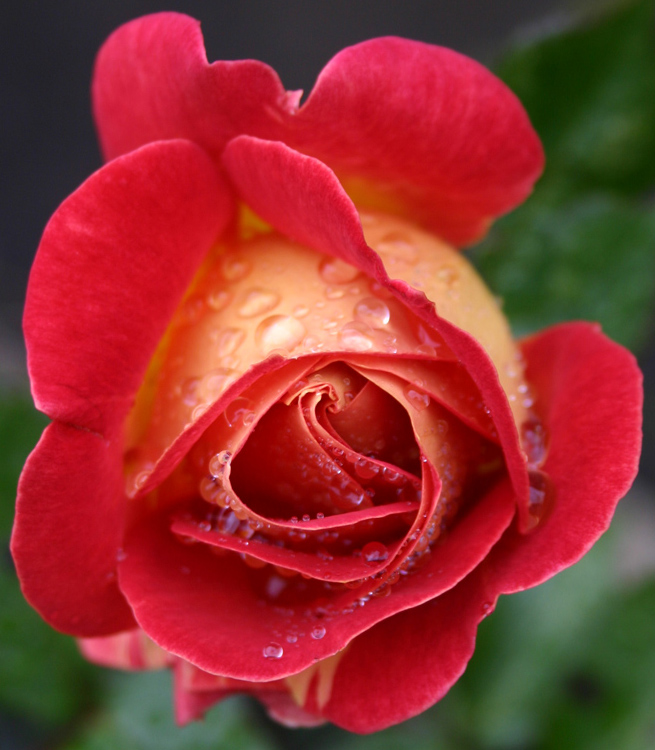 Photography by Dragon60 for DesignCrowd (Community Contests) | Design #9112319