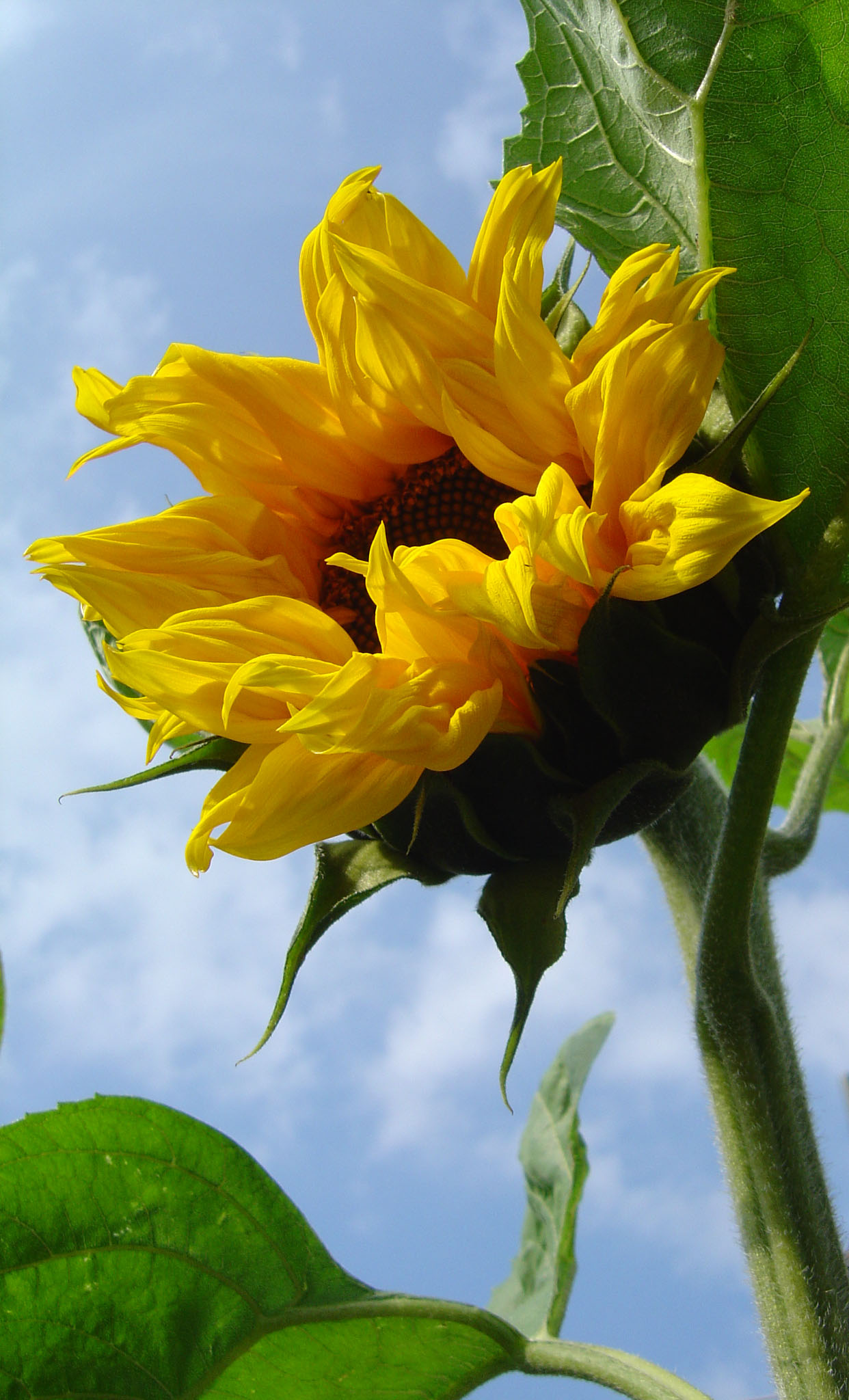 Photographie par treebloke pour DesignCrowd (Community Contests) | Design #9112359