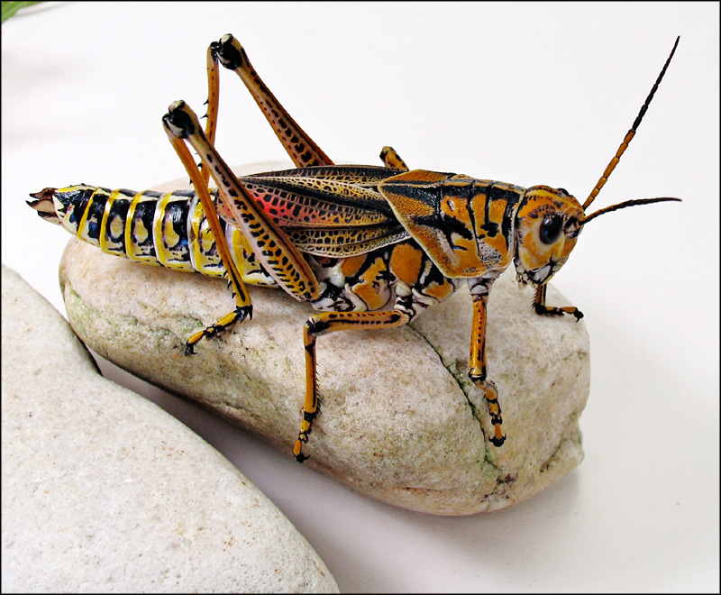 Photography by TampaDroid for DesignCrowd (Community Contests) | Design #9112292