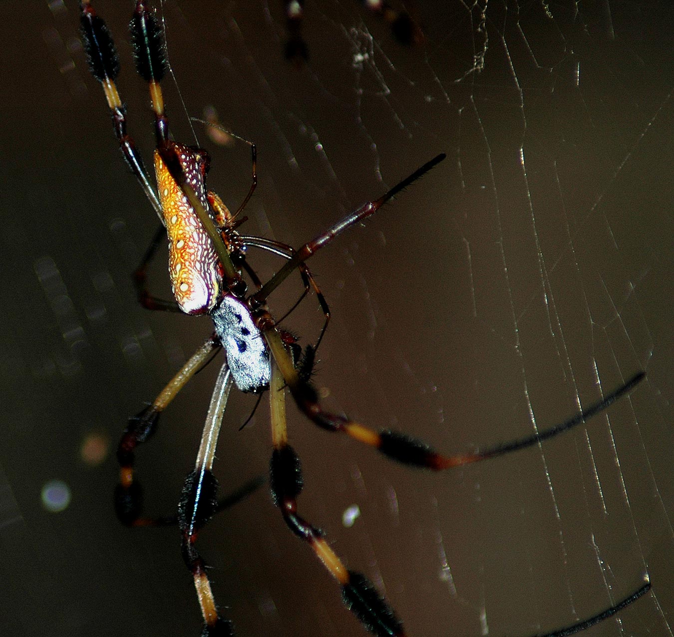 Photography by Jawizza for DesignCrowd (Community Contests) | Design #9112364