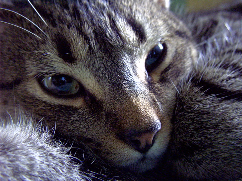 Photography by blondiecat for DesignCrowd (Community Contests) | Design #9112565