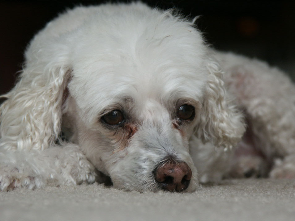 Photography by Vincent for DesignCrowd (Community Contests) | Design #9112384