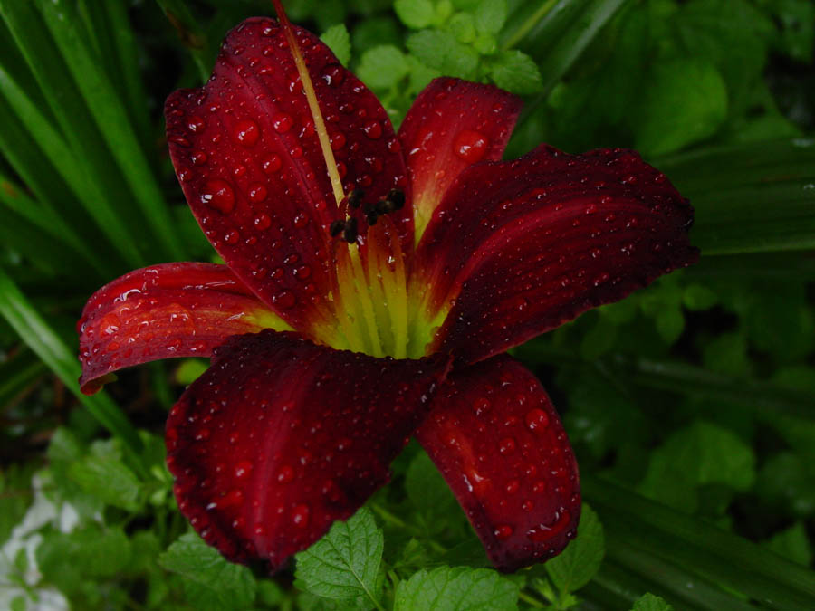 Photography by Angeldog1 for DesignCrowd (Community Contests) | Design #9112506