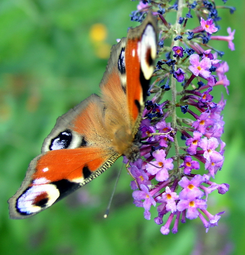 Photography by mzmzmzmz for DesignCrowd (Community Contests) | Design #9112570