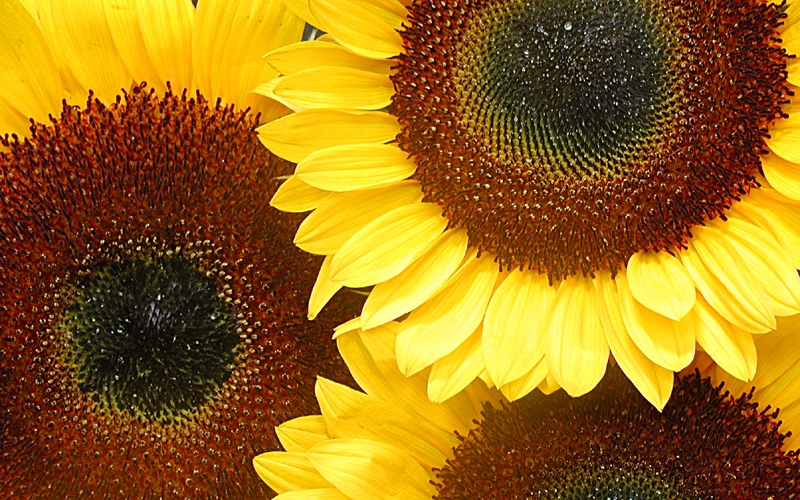 Photography by squeakers for DesignCrowd (Community Contests) | Design #9112533