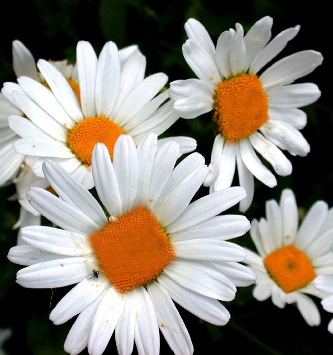 Photoshop-Design von graphikill für DesignCrowd (Community Contests) | Design #9110475