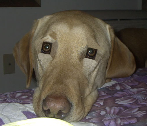 Photoshop Design by gaston84 for DesignCrowd (Community Contests) | Design #9110631