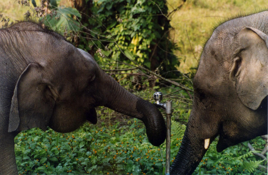 Fotografía por vgmn1956 para DesignCrowd (Community Contests) | Diseño #9089758