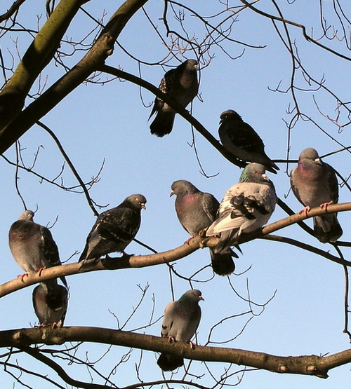 Fotografía por mzmzmzmz para DesignCrowd (Community Contests) | Diseño #9089838