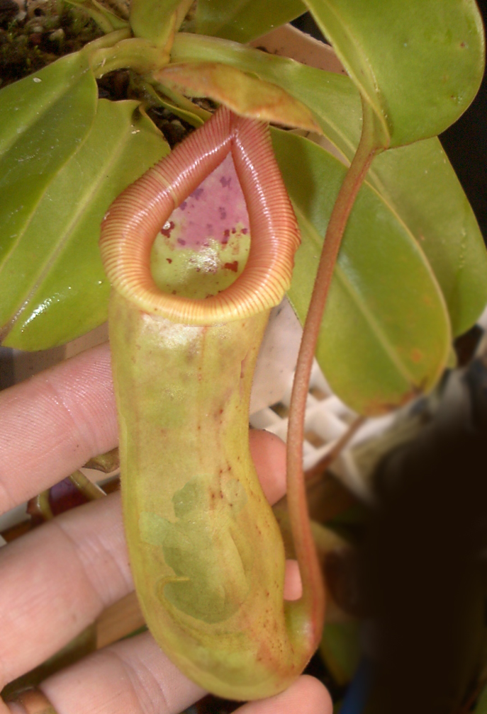 Diseño de Photoshop por cristielayne para DesignCrowd (Community Contests) | Diseño #9096094