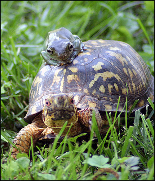 Photographie par paddyjoe pour DesignCrowd (Community Contests) | Design #9089862