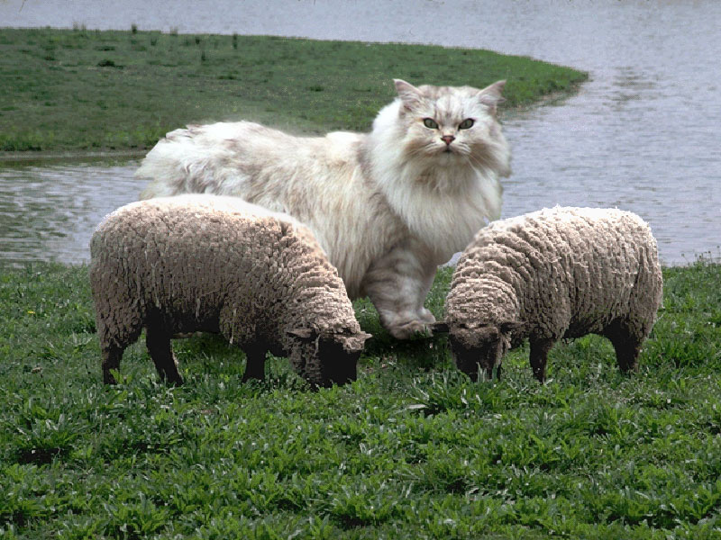 Photoshop-Design von vanwarantion für DesignCrowd (Community Contests) | Design #9096133