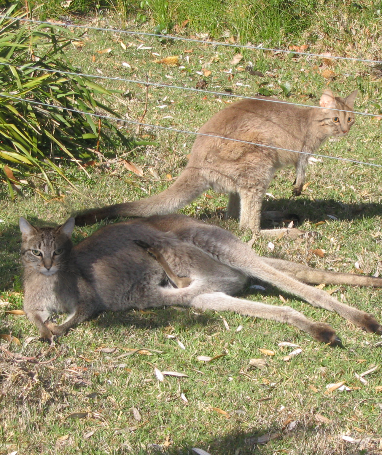 Diseño de Photoshop por Penbender para DesignCrowd (Community Contests) | Diseño #9096122