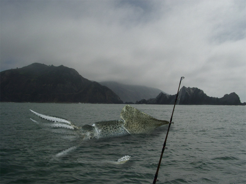 Photoshop Design by cinoponic for DesignCrowd (Community Contests) | Design #9096216