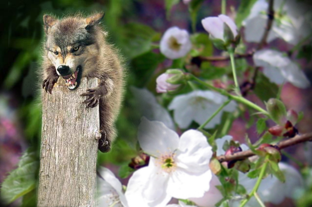 Photoshop Design by mehere for DesignCrowd (Community Contests) | Design #9096180