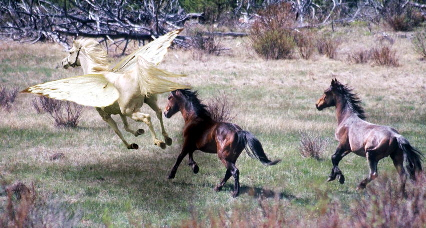 Photoshop-Design von ehrinn für DesignCrowd (Community Contests) | Design #9096140