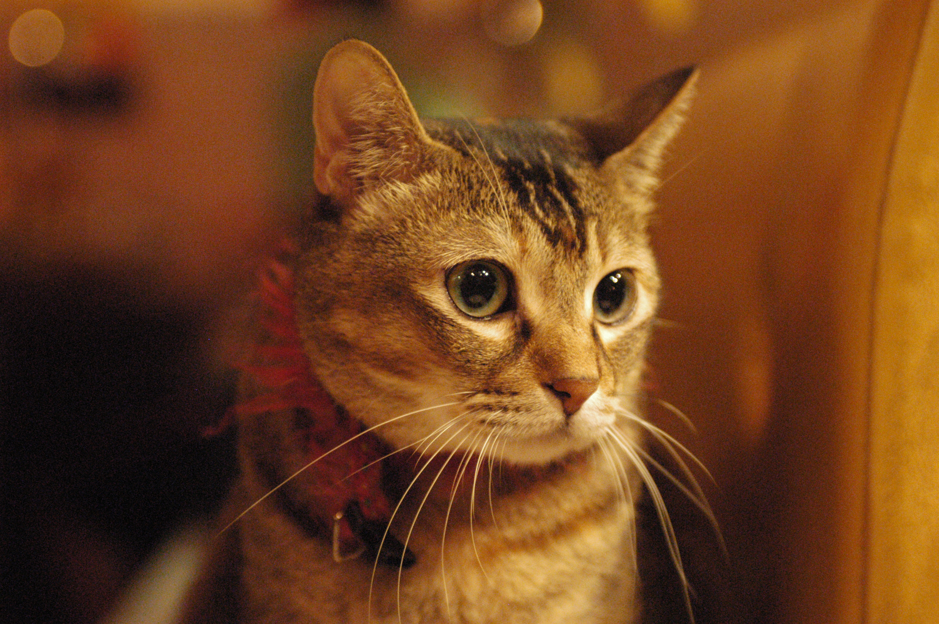 Photography by freakygenie for DesignCrowd (Community Contests) | Design #9086926