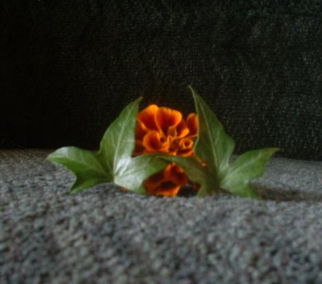 Photography by SpikeyB for DesignCrowd (Community Contests) | Design #9110005