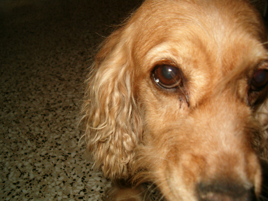 Fotografie von patoloco für DesignCrowd (Community Contests) | Design #9086956