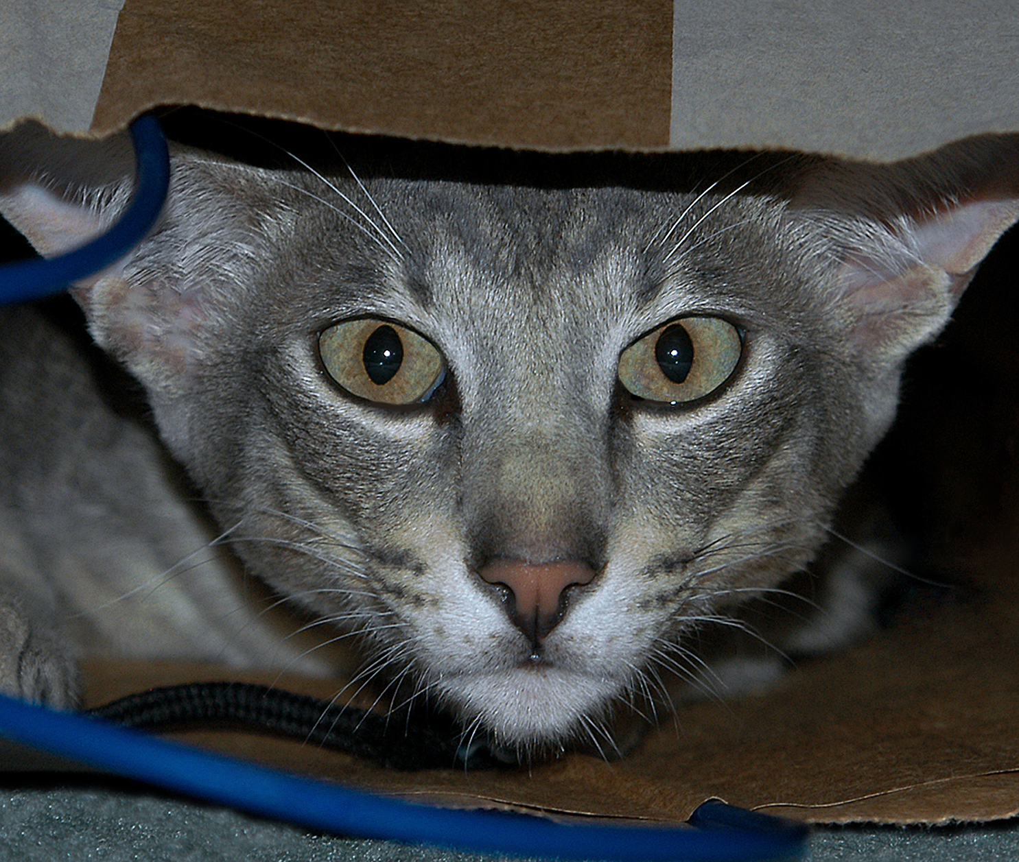 Fotografie von ewall53 für DesignCrowd (Community Contests) | Design #9086958